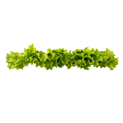 Crisp Iceberg Lettuce - Broaster Chicken